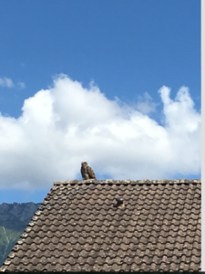 Le Grand Duc d'Europe, taking it all in from our garage roof. The lichen on the tiles speaks of the cleanliness of the air, wherein the eagle owl dwells. Coming from Cork, which is so damp lichen and green mould grows on everything, we take no notice of this, but our neighbours regularly get their roofs pressure cleaned. We often wonder why......